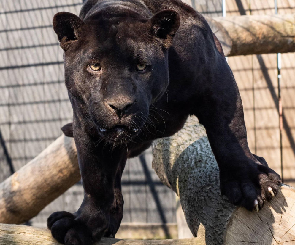 Nowi mieszkańcy zoo w Wojciechowie