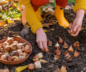 Sadzenie cebulek jesienią