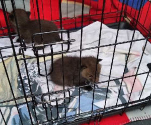 Mamusia lisków zmarła. Młode zostały uratowane. Ten widok chwyta za serce!