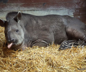 Mała Sara z wrocławskiego zoo