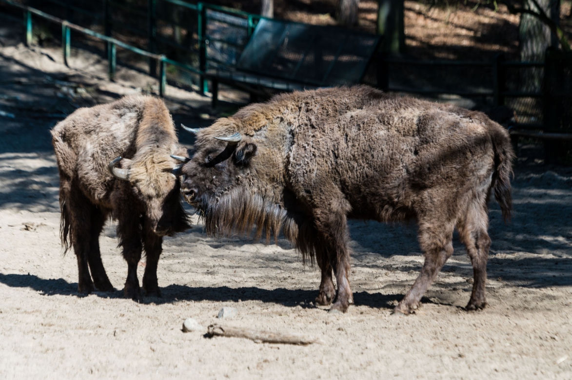 Koronawirus w Trójmieście. Zwierzęta z zoo tęsknią za ludźmi