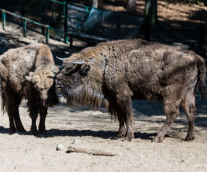 Koronawirus w Trójmieście. Zwierzęta z zoo tęsknią za ludźmi