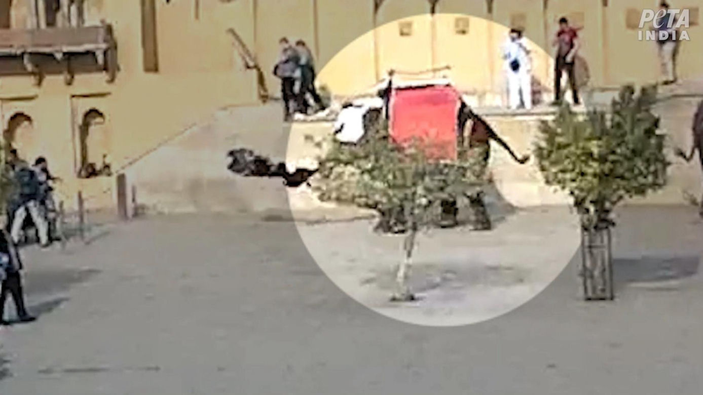 Słoń zmasakrował rosyjską turystkę! Wideo mrozi krew w żyłach