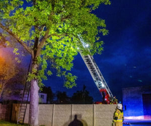 Kot przesiedział na drzewie kilkanaście godzin, nie potrafił sam zejść