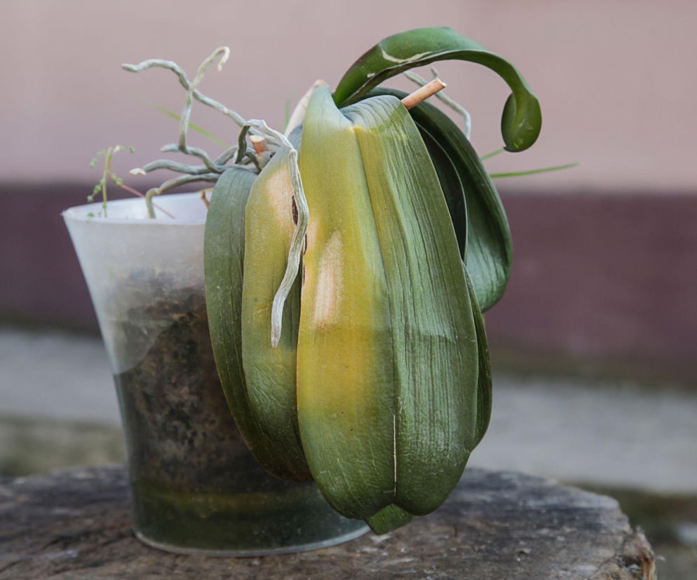 Potrzebny ratunek dla storczyka? Mamy sposoby!