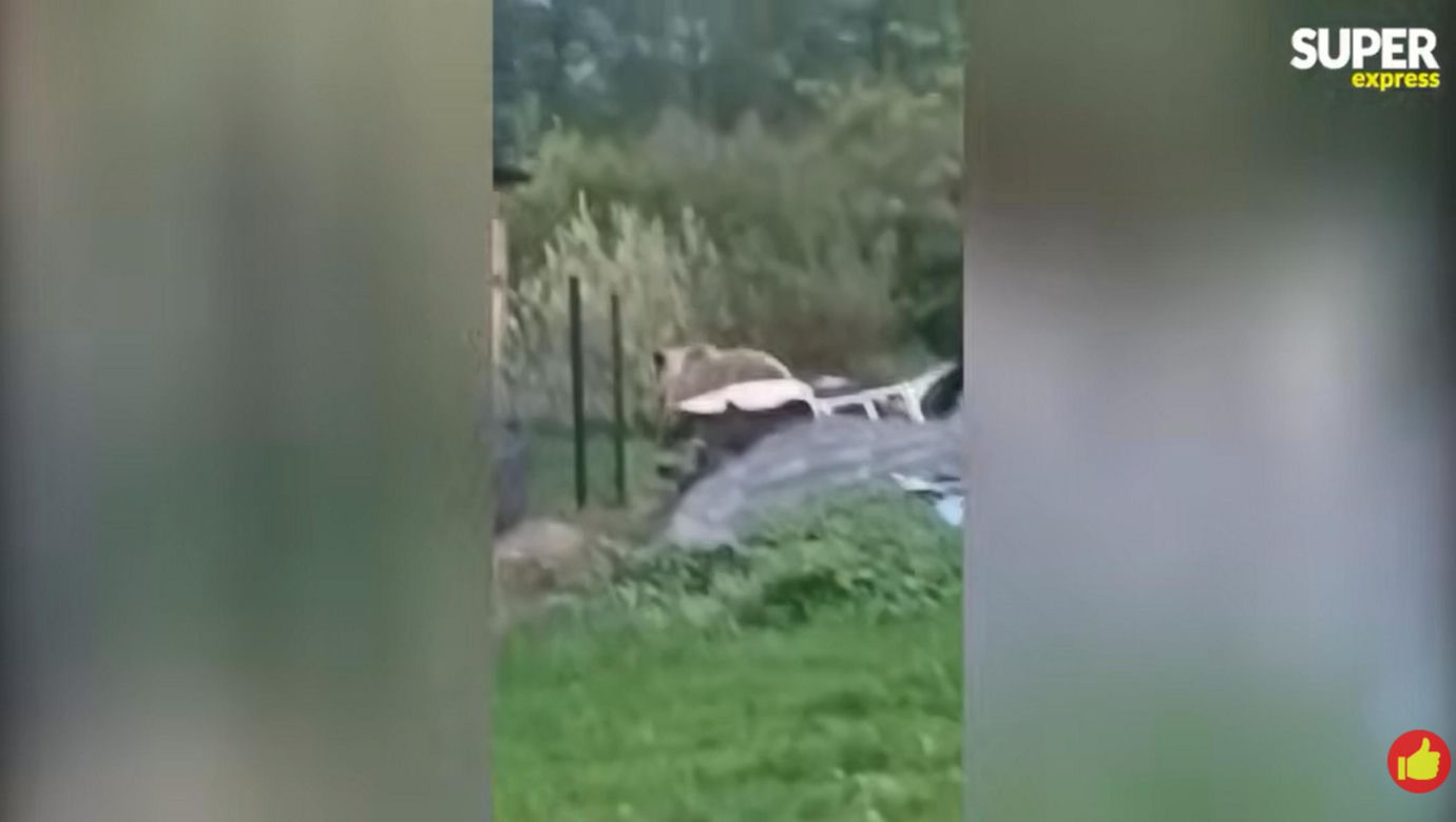 Niedźwiedzie coraz bliżej ludzi. Strach w Bieszczadach narasta: „Boimy się wyjść z domu”