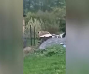 Niedźwiedzie coraz bliżej ludzi. Strach w Bieszczadach narasta: „Boimy się wyjść z domu”