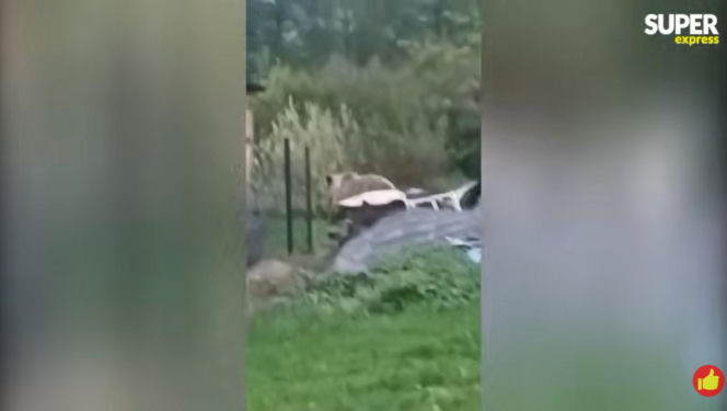 Niedźwiedzie coraz bliżej ludzi. Strach w Bieszczadach narasta: „Boimy się wyjść z domu”