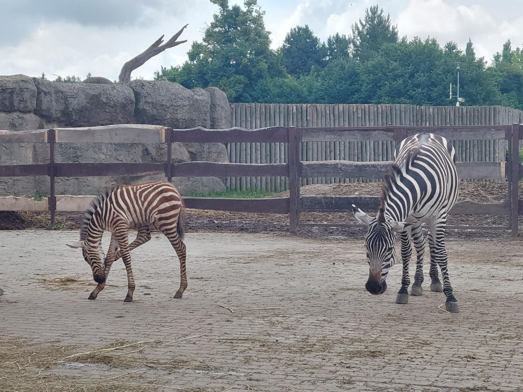 Mała zebra w zamojskim ZOO