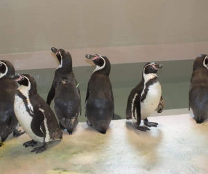 Pingwiny na kwarantannie. Kolejne 6 nielotów pojawiło się w Śląskim Ogrodzie Zoologicznym [ZDJĘCIA]