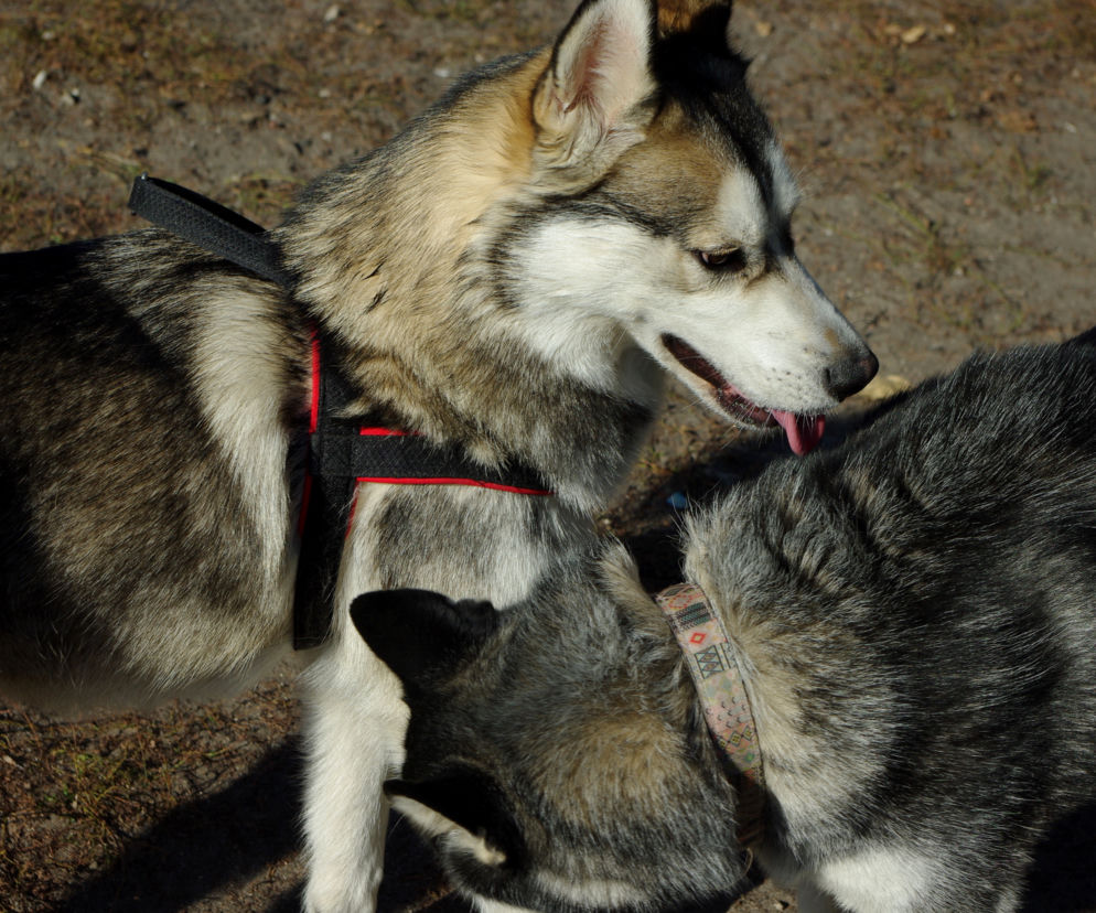 Husky opanowały Psi Park! [GALERIA]