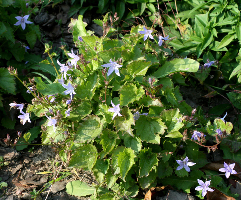 Dzwonek adriatycki