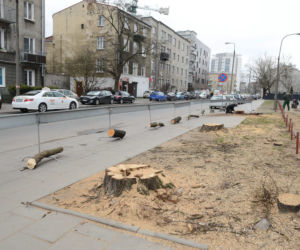 Wycinka drzew w Warszawie