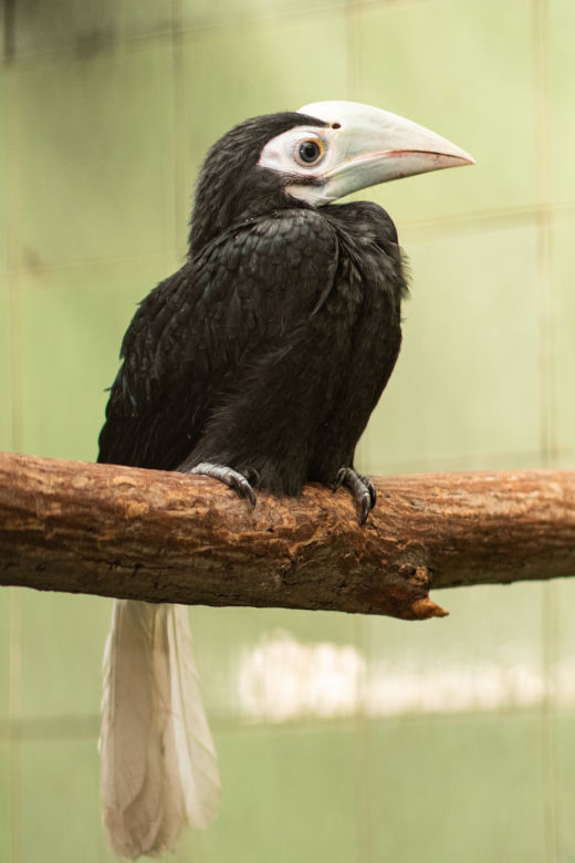 We wrocławskim zoo na świat przyszły trzy dzioborożce
