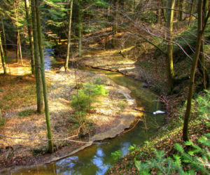 Rezerwat Sufraganiec