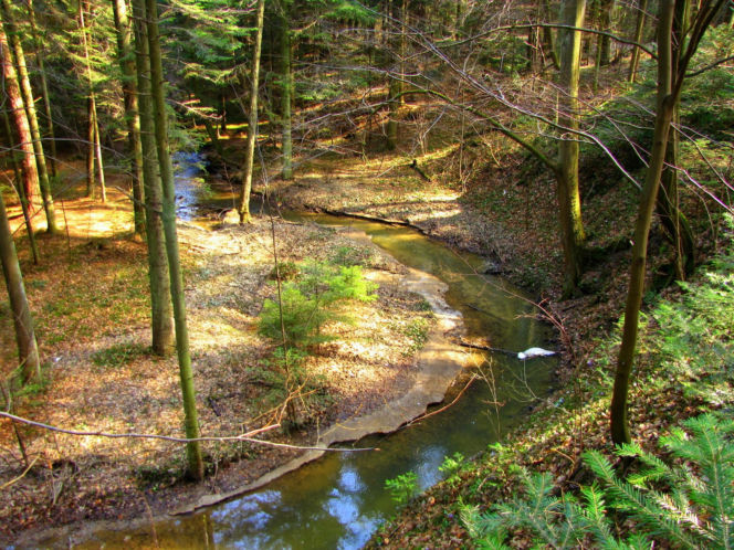 Rezerwat Sufraganiec