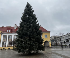 Wielki choinka stanęła na Rynku Kościuszki