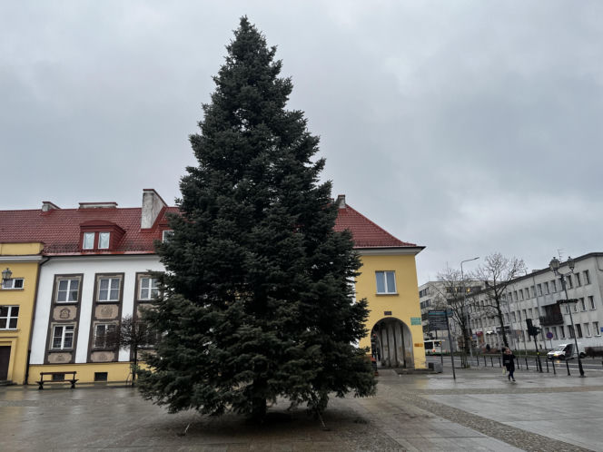 Wielki choinka stanęła na Rynku Kościuszki
