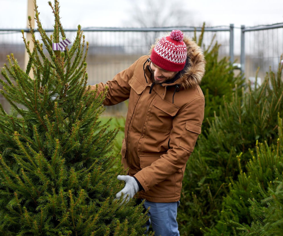 Boże Narodzenie 2025. Ile kosztuje żywa choinka i gdzie kupić ją najtaniej