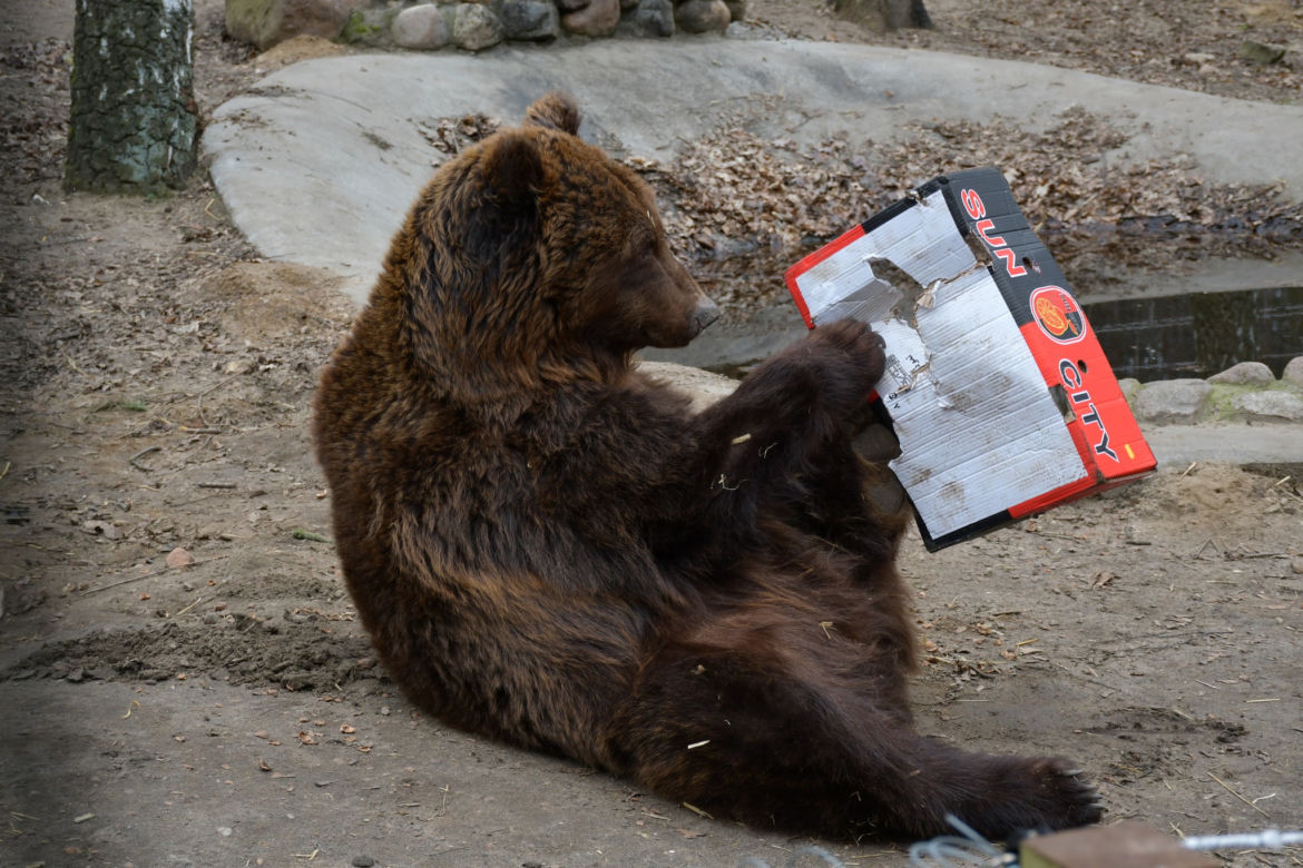 Tak „ćwiczy” niedźwiedź uratowany z kijowskiego ZOO