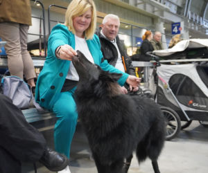 Międzynarodowa Wystawa Psów Rasowych Duo Cacib Kielce 2025