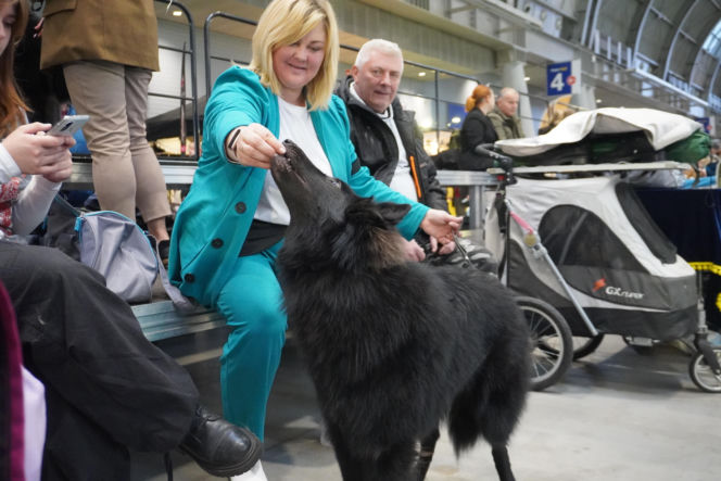 Międzynarodowa Wystawa Psów Rasowych Duo Cacib Kielce 2025