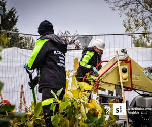 Usuwanie rdestowca na budowie Trasy Północnej