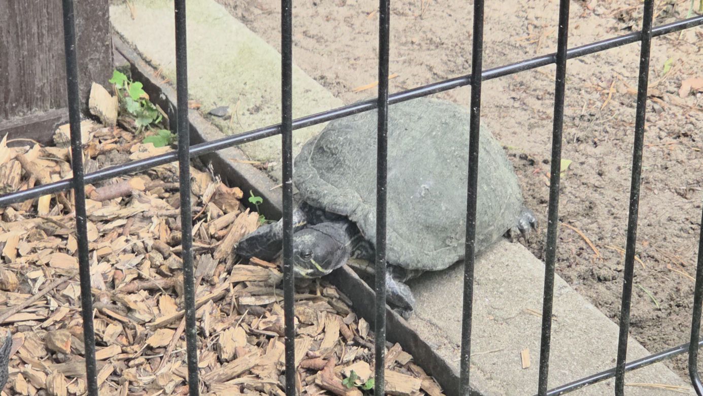 Zaglądamy do mieszkańców bydgoskiego ZOO. Kto mieszka w sercu Myślęcinka?