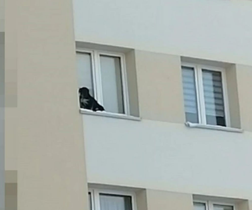 Zwyrodnialec wystawił psa na parapet na 9. piętrze! Zwierzę trzęsło się ze strachu i zimna
