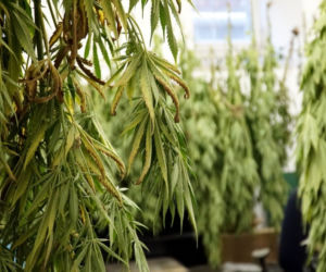 Przydomowa plantacja konopi zlikwidowana