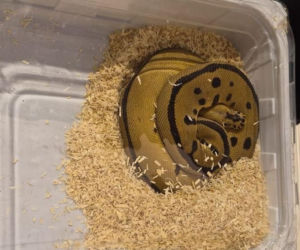 Handlowała kameleonami i pytonami z fałszywymi dokumentami. 28-latka zatrzymana w Lublinie