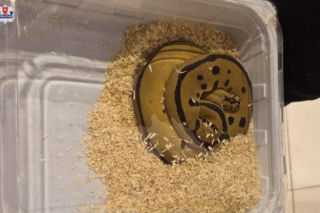 Handlowała kameleonami i pytonami z fałszywymi dokumentami. 28-latka zatrzymana w Lublinie