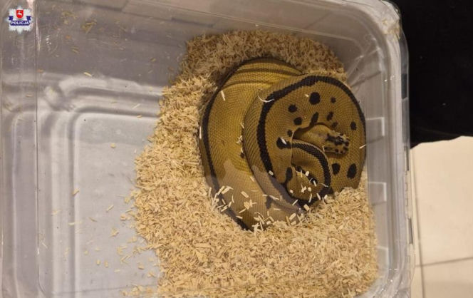 Handlowała kameleonami i pytonami z fałszywymi dokumentami. 28-latka zatrzymana w Lublinie