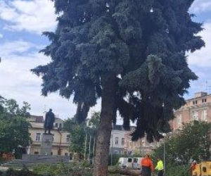 Protest mieszkańców nie pomógł. Świerki i modrzewie na Placu Drzewnym w Tarnowie zostały wycięte
