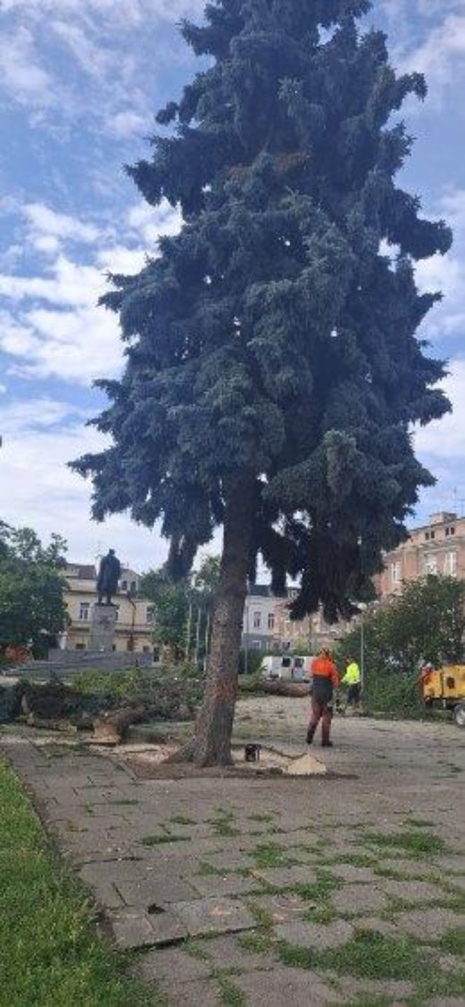 Protest mieszkańców nie pomógł. Świerki i modrzewie na Placu Drzewnym w Tarnowie zostały wycięte