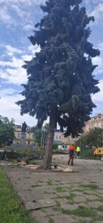 Protest mieszkańców nie pomógł. Świerki i modrzewie na Placu Drzewnym w Tarnowie zostały wycięte