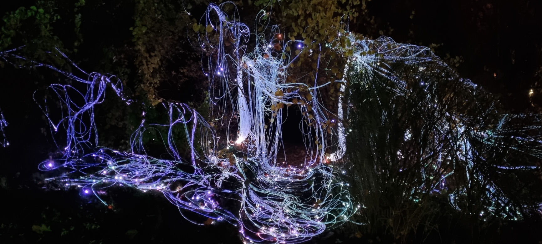 Ogród Botaniczny po zmroku zamienia się w magiczny ogród [GALERIA]