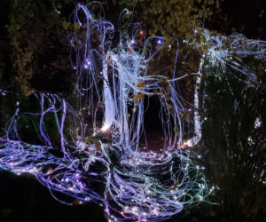 Ogród Botaniczny po zmroku zamienia się w magiczny ogród [GALERIA]