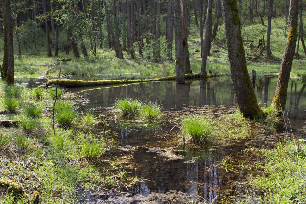 Źródliska nad Szeszupą