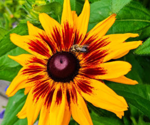 Rudbekia owłosiona