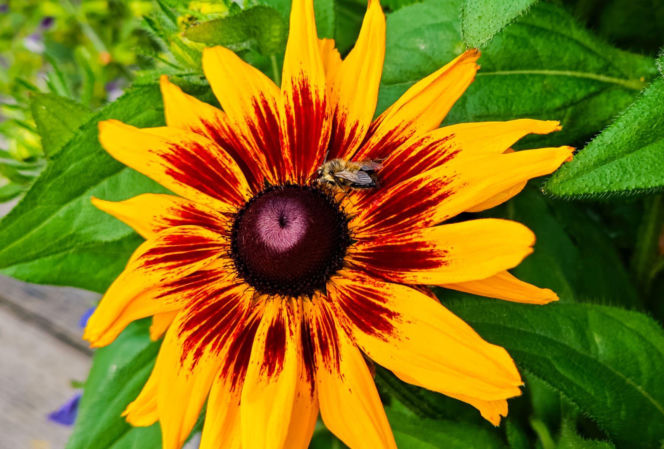 Rudbekia owłosiona