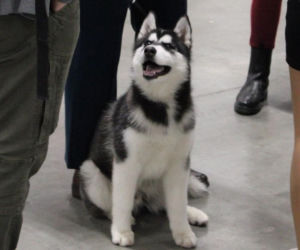 Międzynarodowa Wystawa Psów Rasowych Duo Cacib Kielce 2025