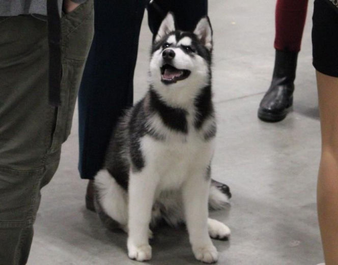 Międzynarodowa Wystawa Psów Rasowych Duo Cacib Kielce 2025