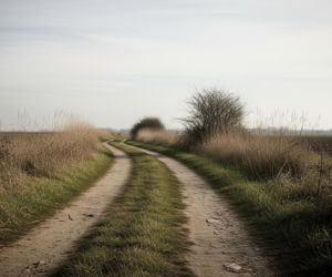 Zdziczałe psy w Pieńkach. Co grozi mieszkańcom?