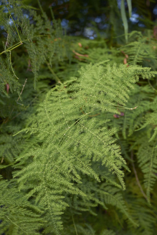 Asparagus pierzasty