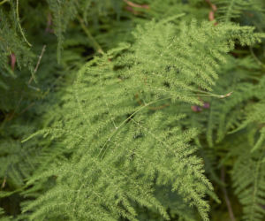 Asparagus pierzasty