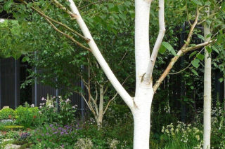Brzoza pożyteczna = Brzoza himalajska - Betula utilis
