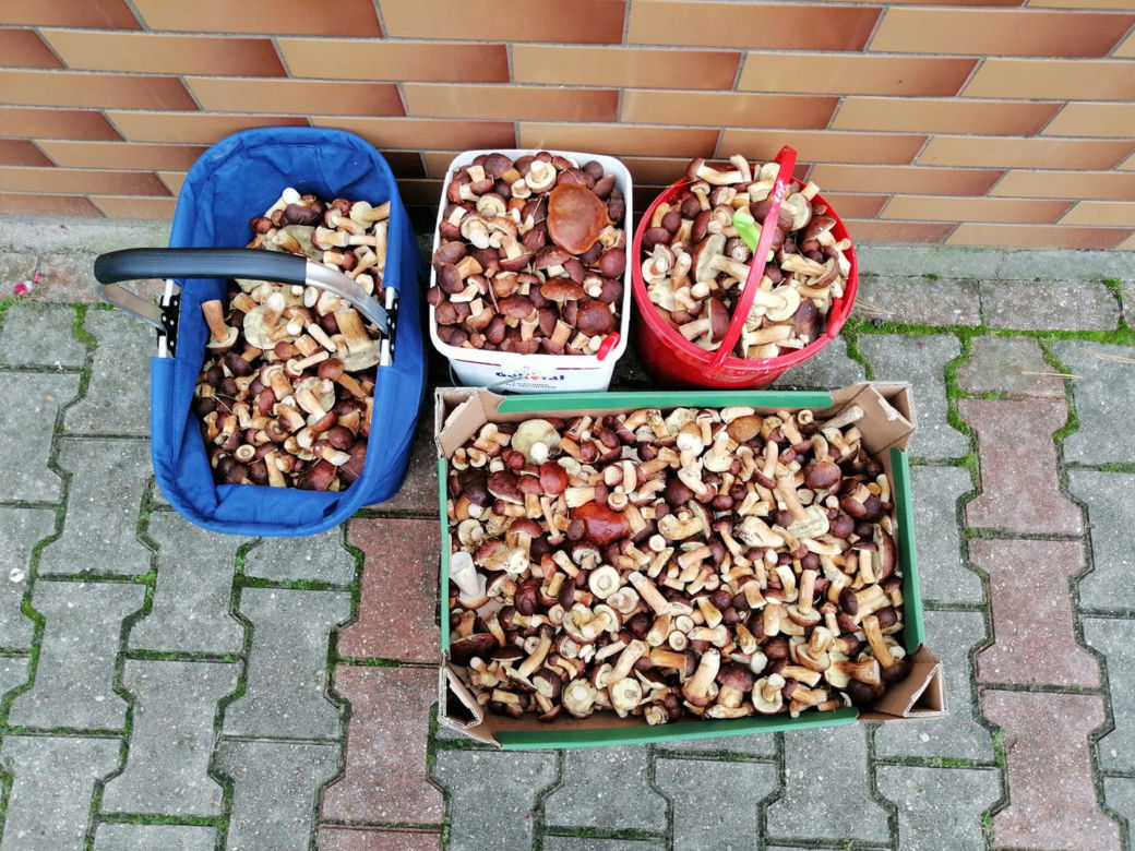 Wielkie grzybobranie w Wielkopolsce
