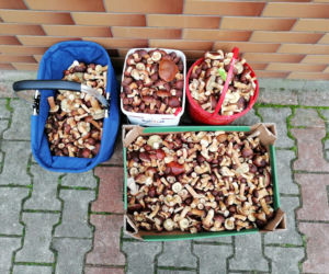 Wielkie grzybobranie w Wielkopolsce
