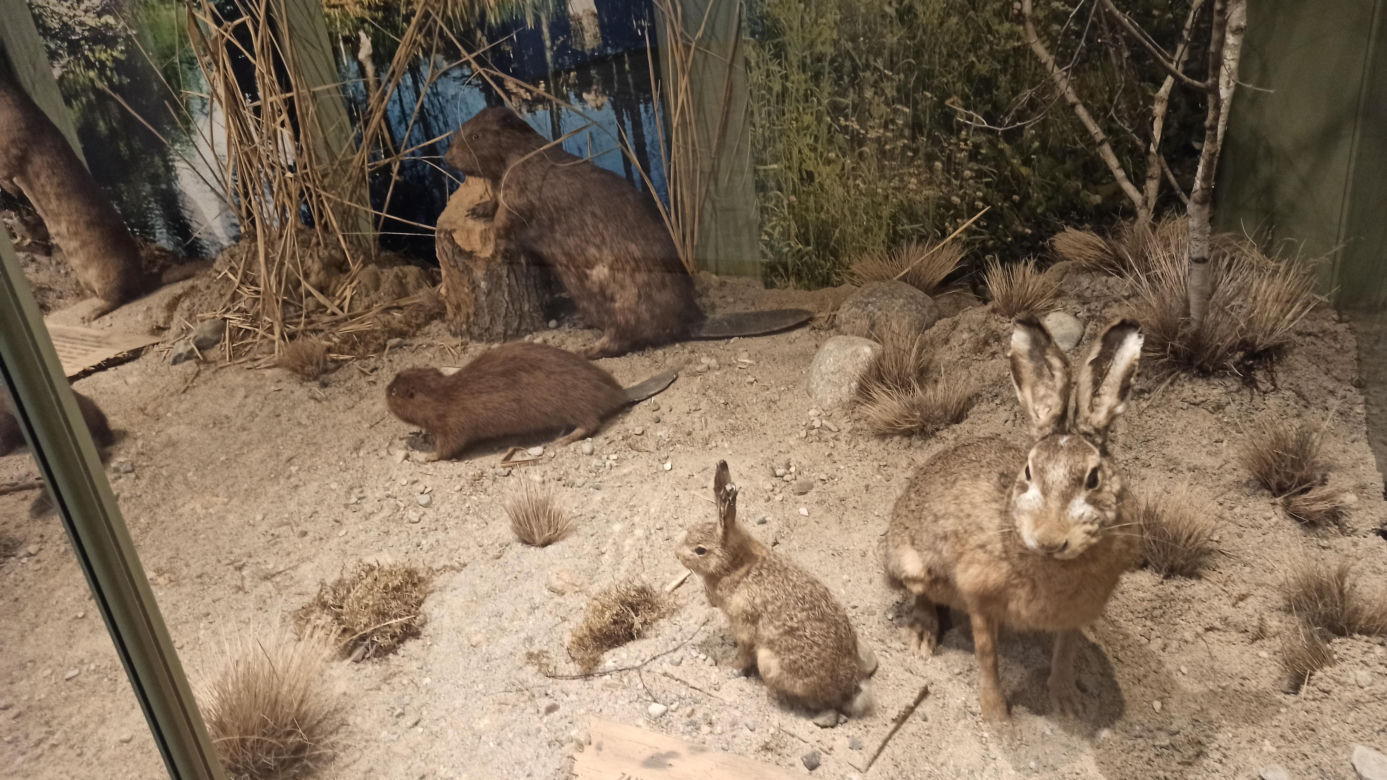Muzeum Przyrody w Olsztynie. Poznajcie faunę oraz florę Warmii i Mazur